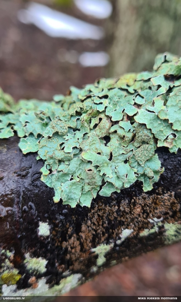 Rievainā parmēlija