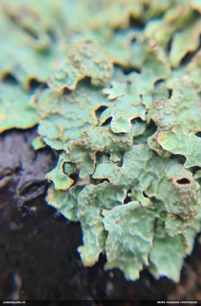 Rievainā parmēlija