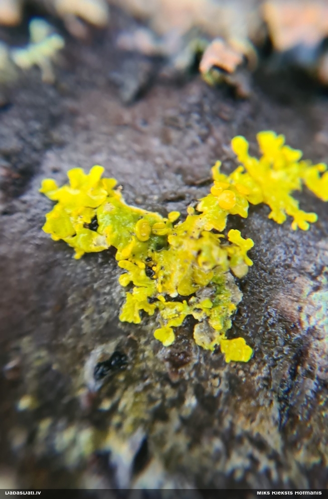 Dzeltenais sienasķērpis