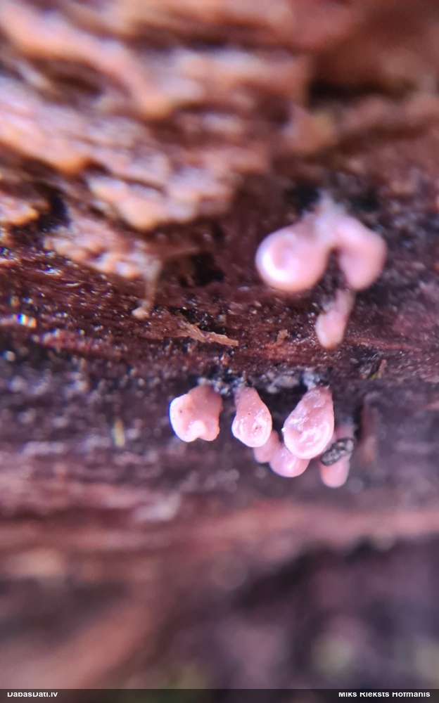 Krokainā purpurlāsene