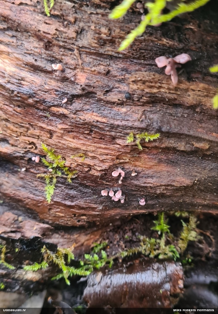 Krokainā purpurlāsene