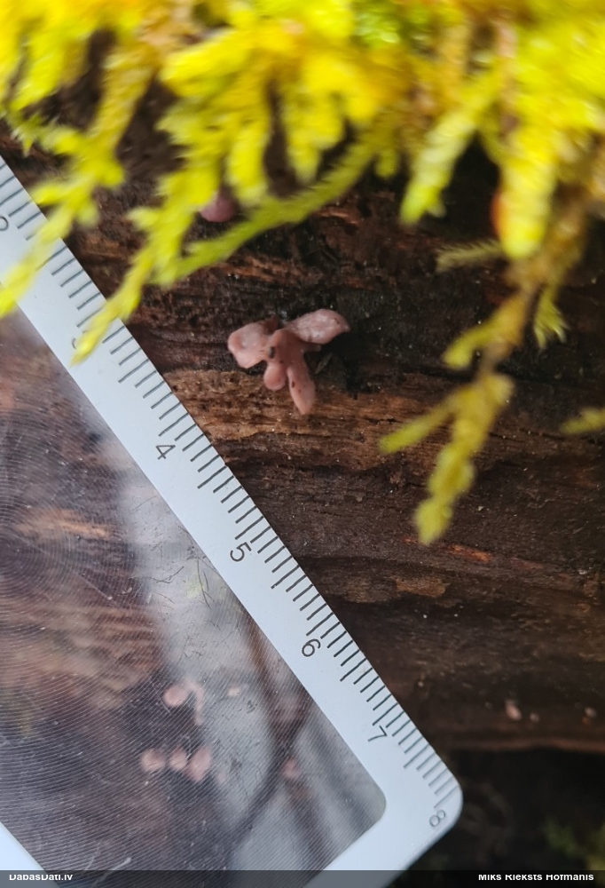 Krokainā purpurlāsene