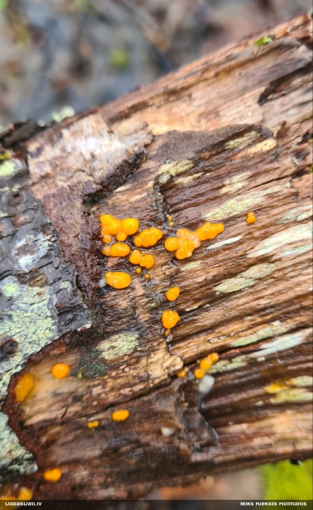 распадающийся дакримицес