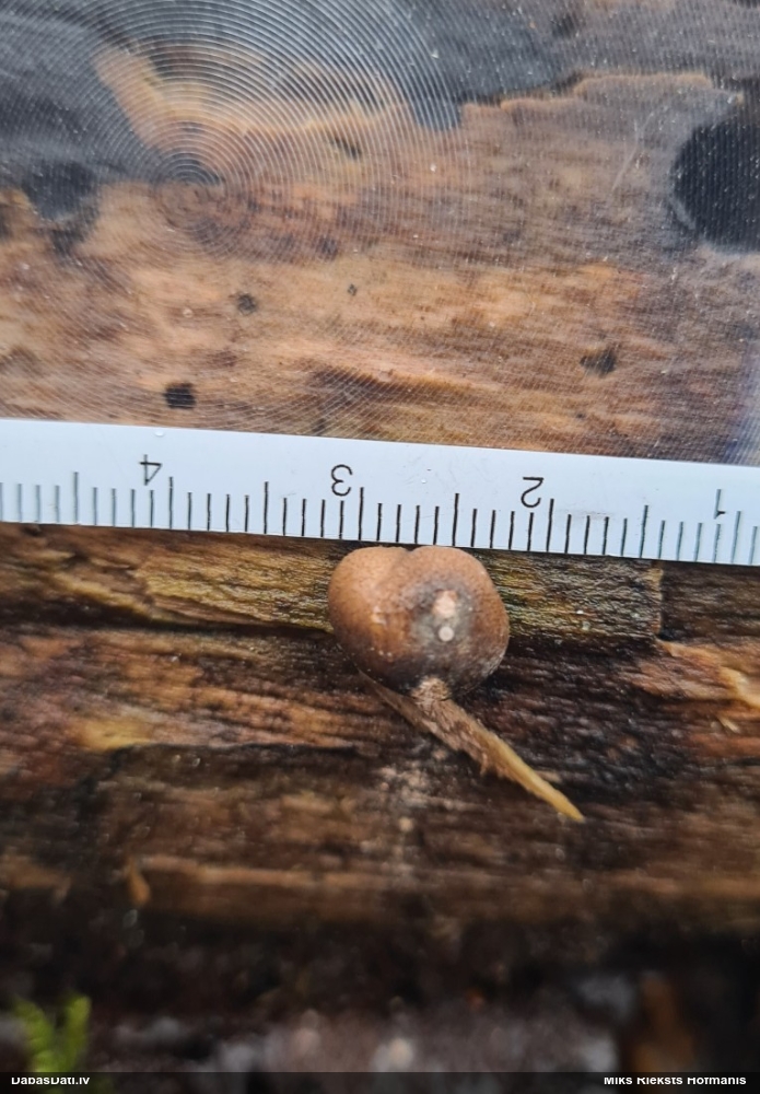 Koksnes vilkpienaine