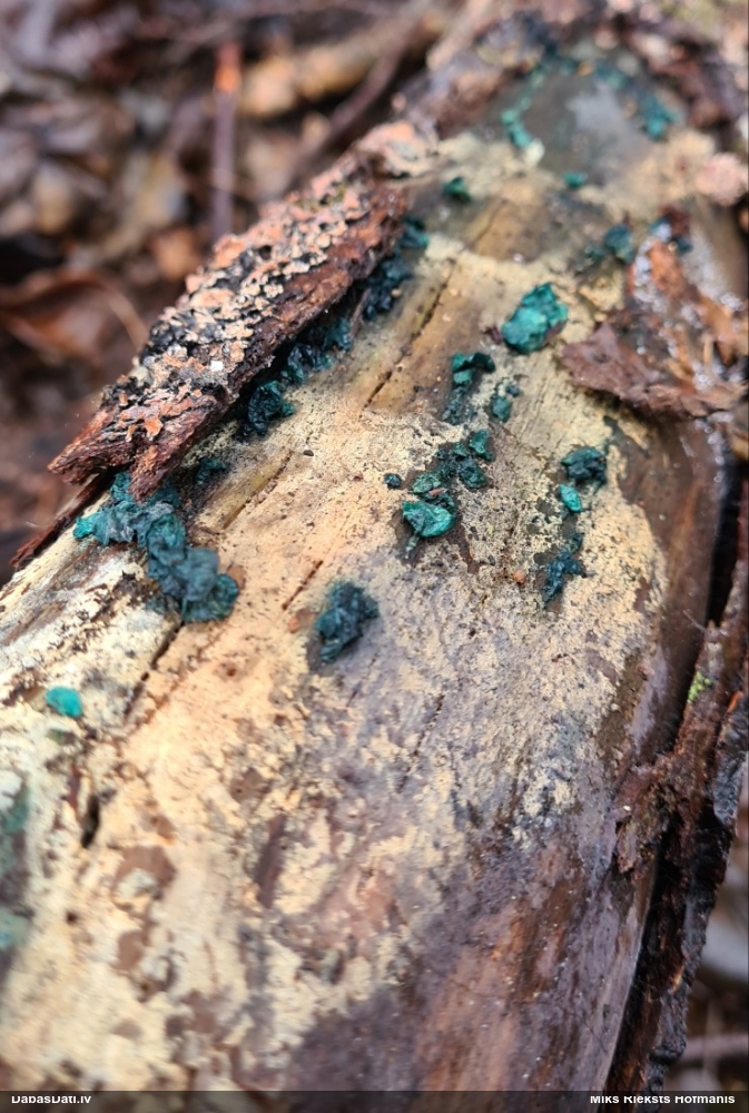 Zilzaļā hlorociborija