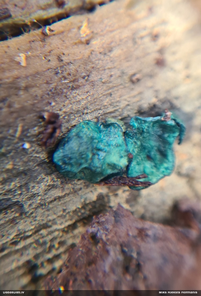 Zilzaļā hlorociborija