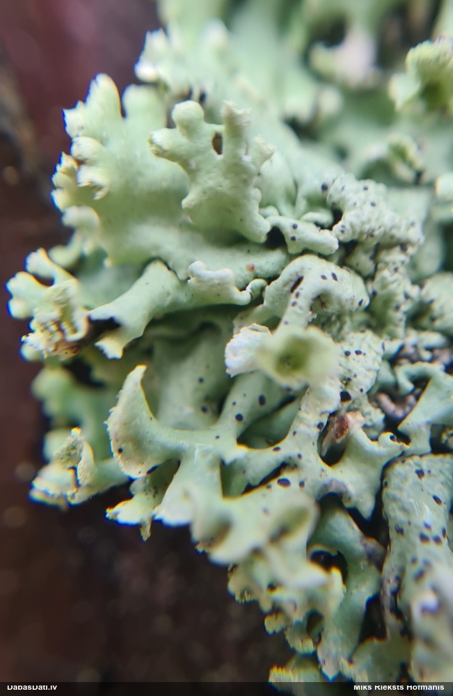 Pūslīšu hipogimnija