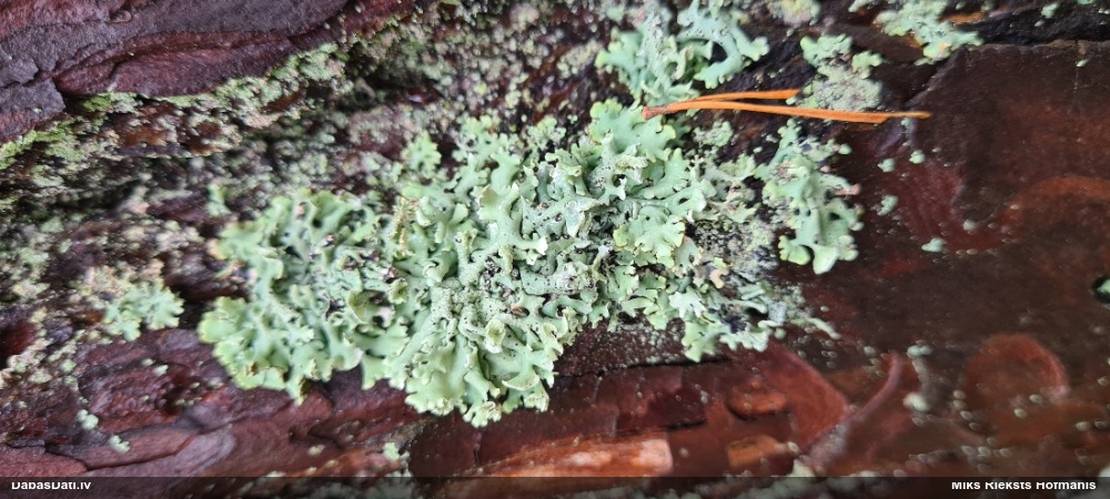 Pūslīšu hipogimnija