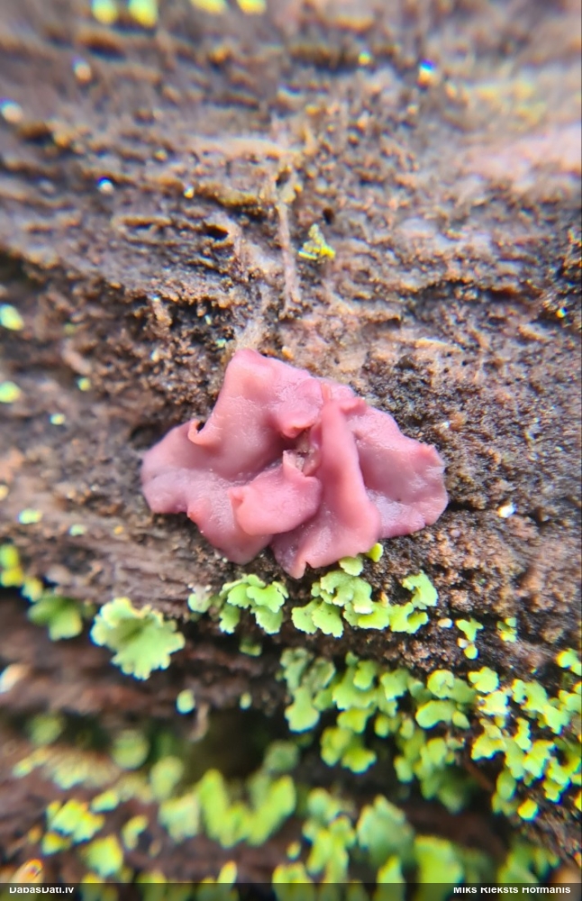 Krokainā purpurlāsene