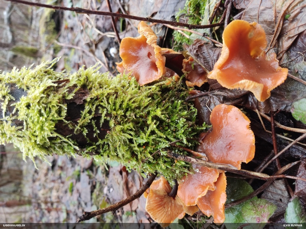 Samtainā ziemene (ziemas celmene)