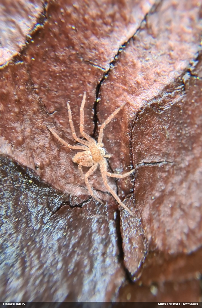 Zirneklis (nenoteikts)