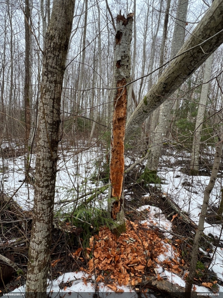 черный дятел