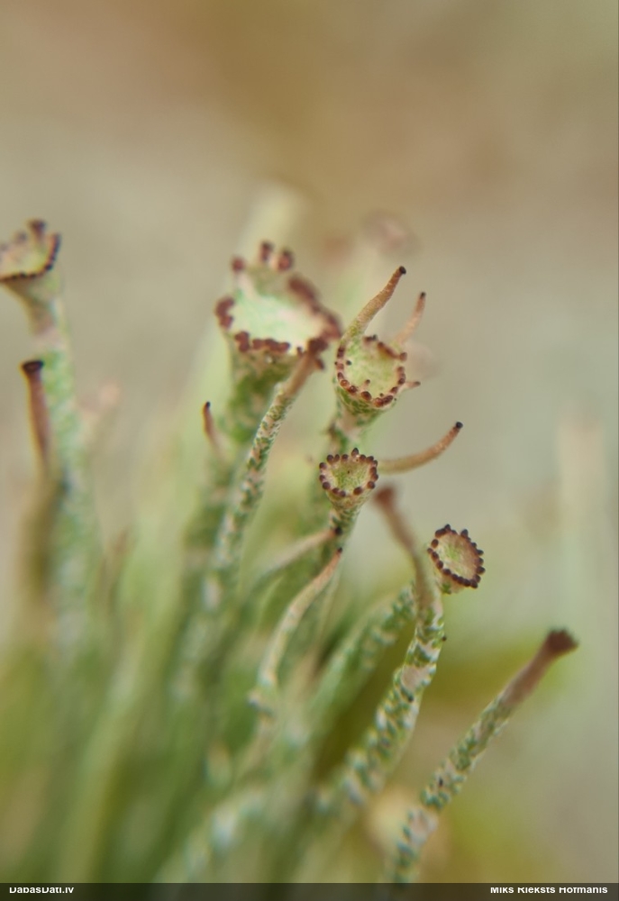 Kladonija (nenoteikta)