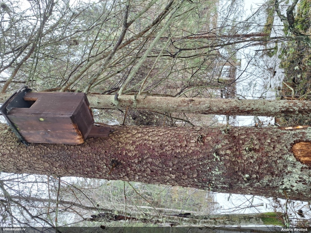 большой крохаль