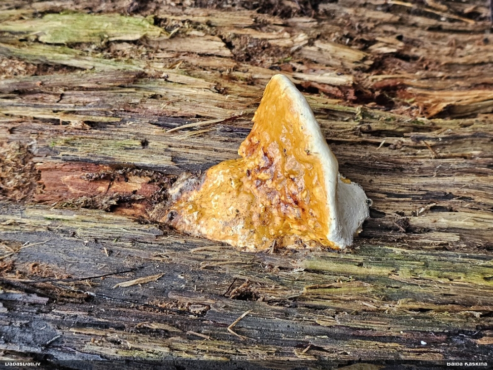 Окаймленный трутовик