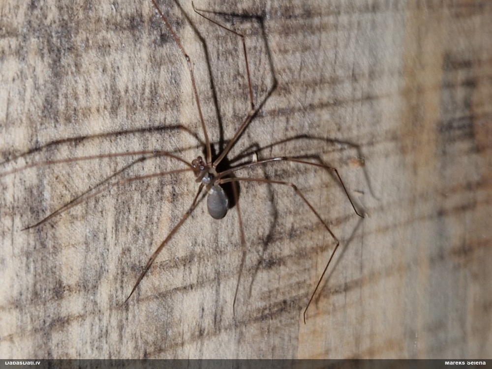 Garkājzirneklis Pholcus phalangioides
