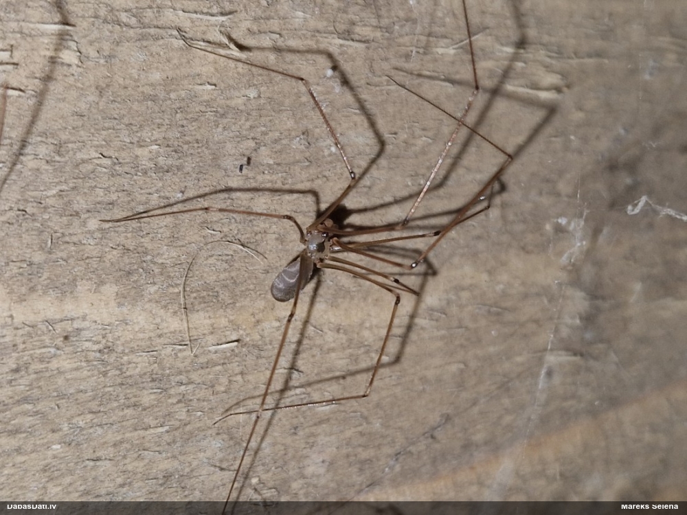 Garkājzirneklis Pholcus phalangioides