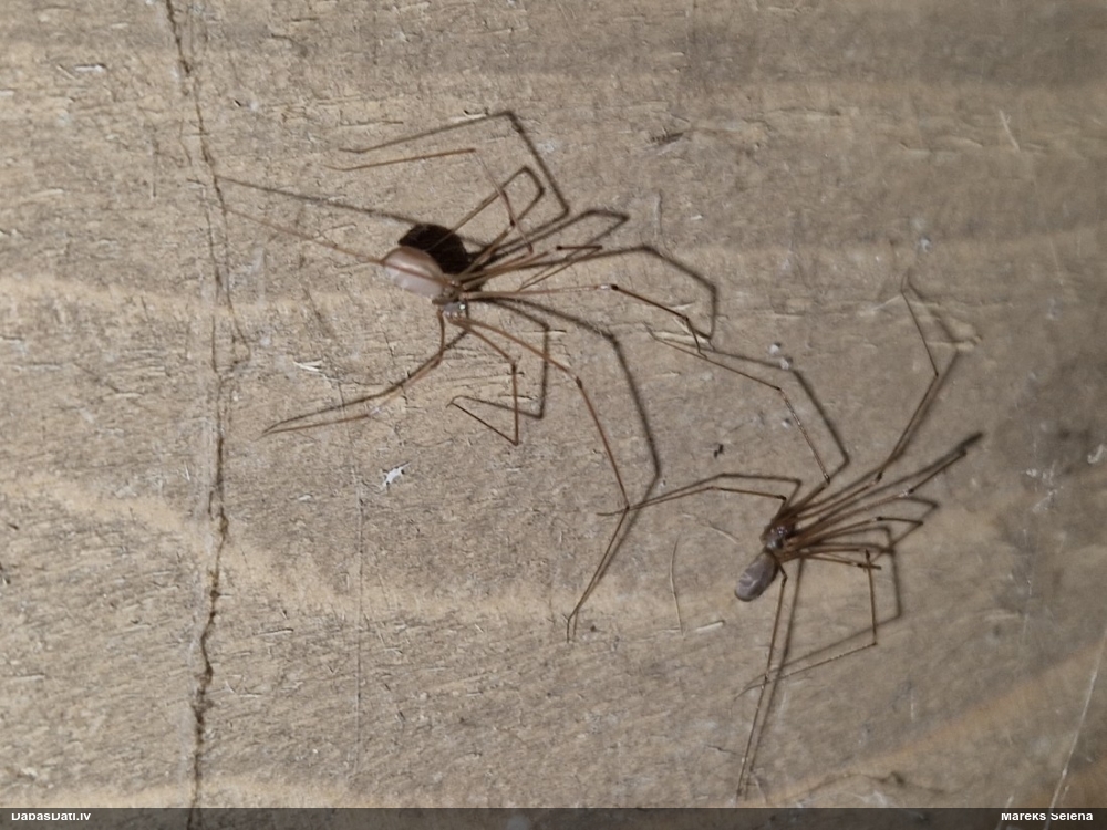 Garkājzirneklis Pholcus phalangioides