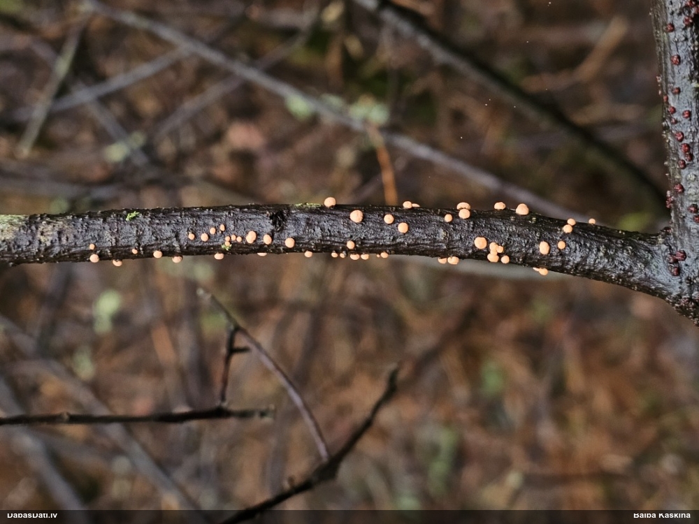 Lapkoku sarkankārpainība