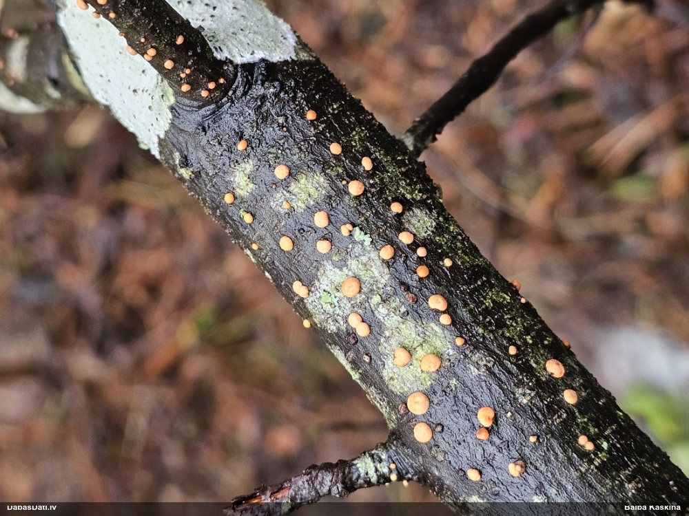 Lapkoku sarkankārpainība