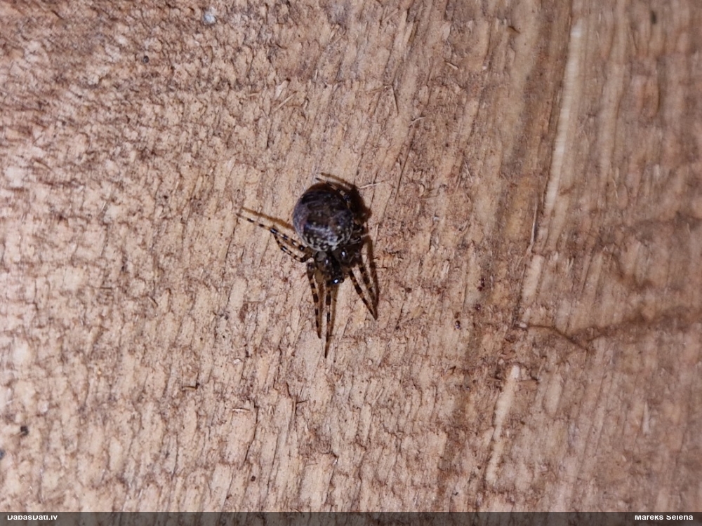 Slaidzirneklis Metellina merianae