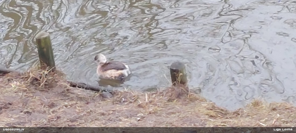 малая поганка