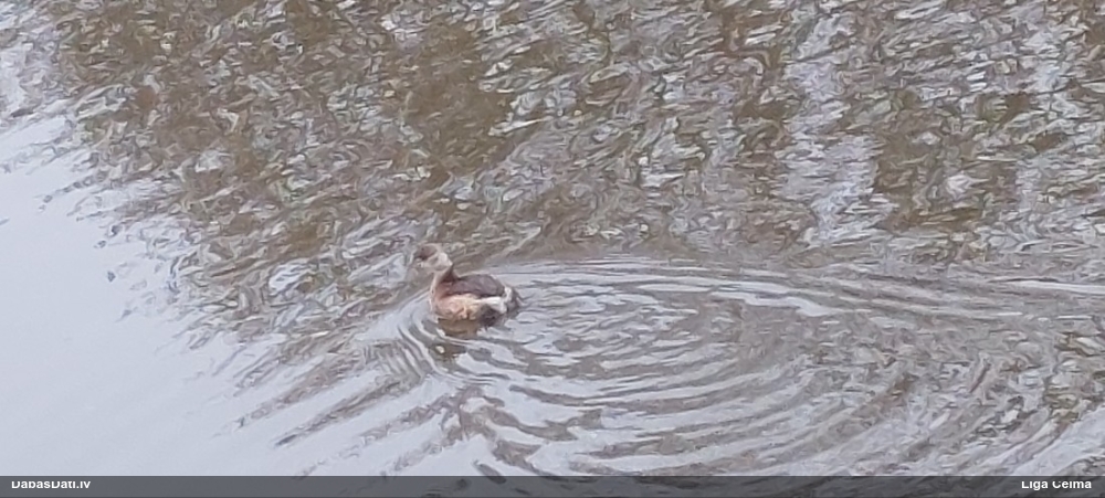 малая поганка