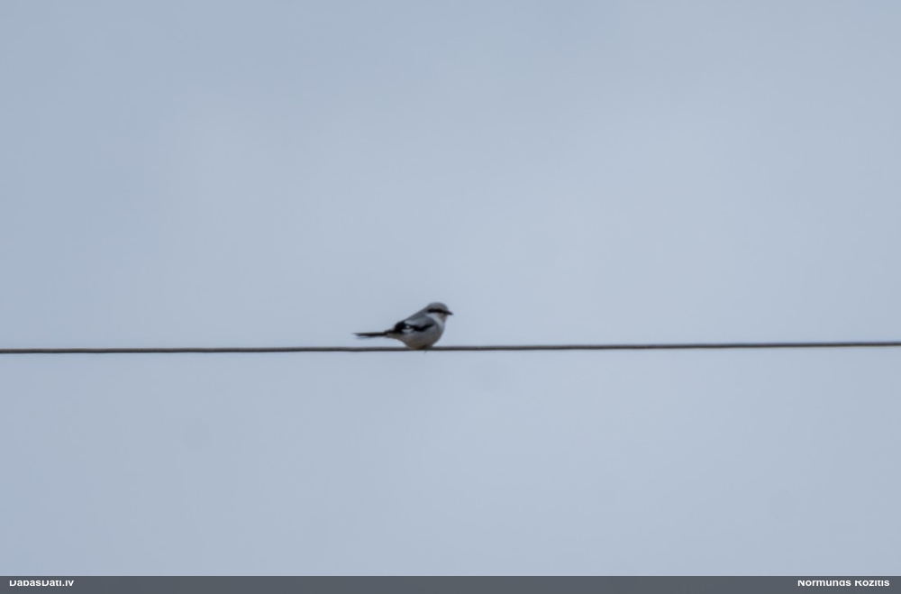 большой сорокопут