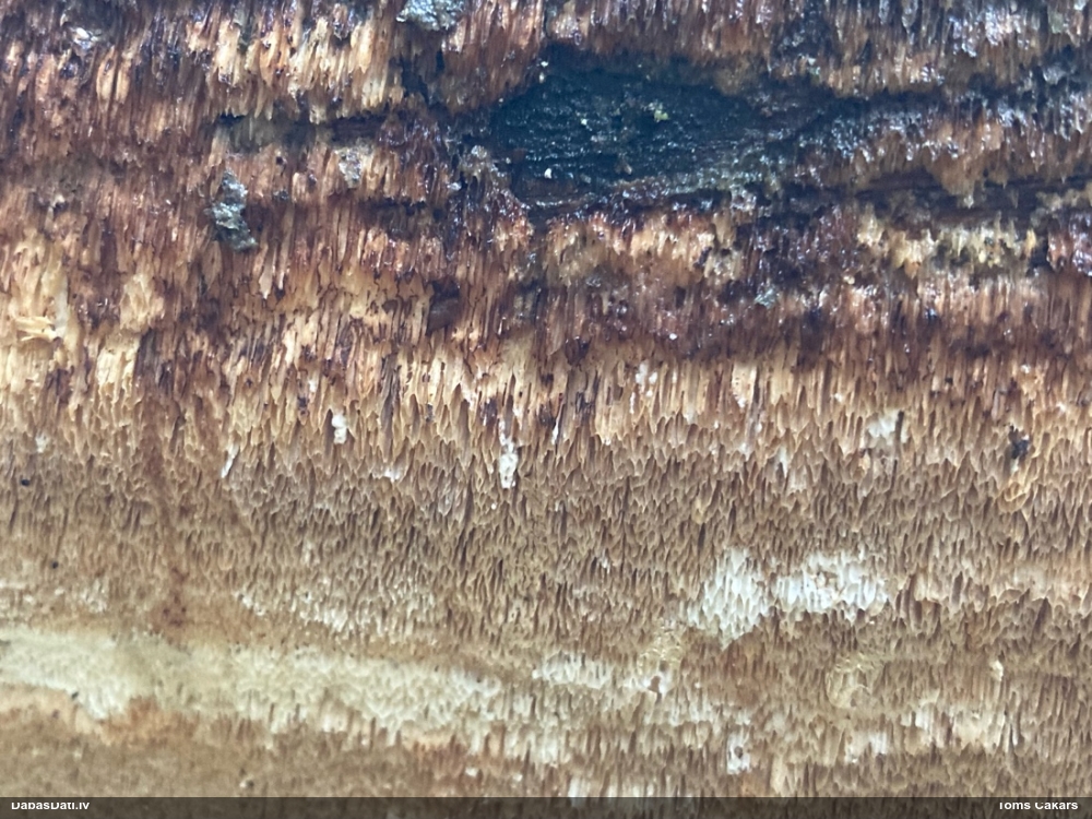 Viļņainā antrodija