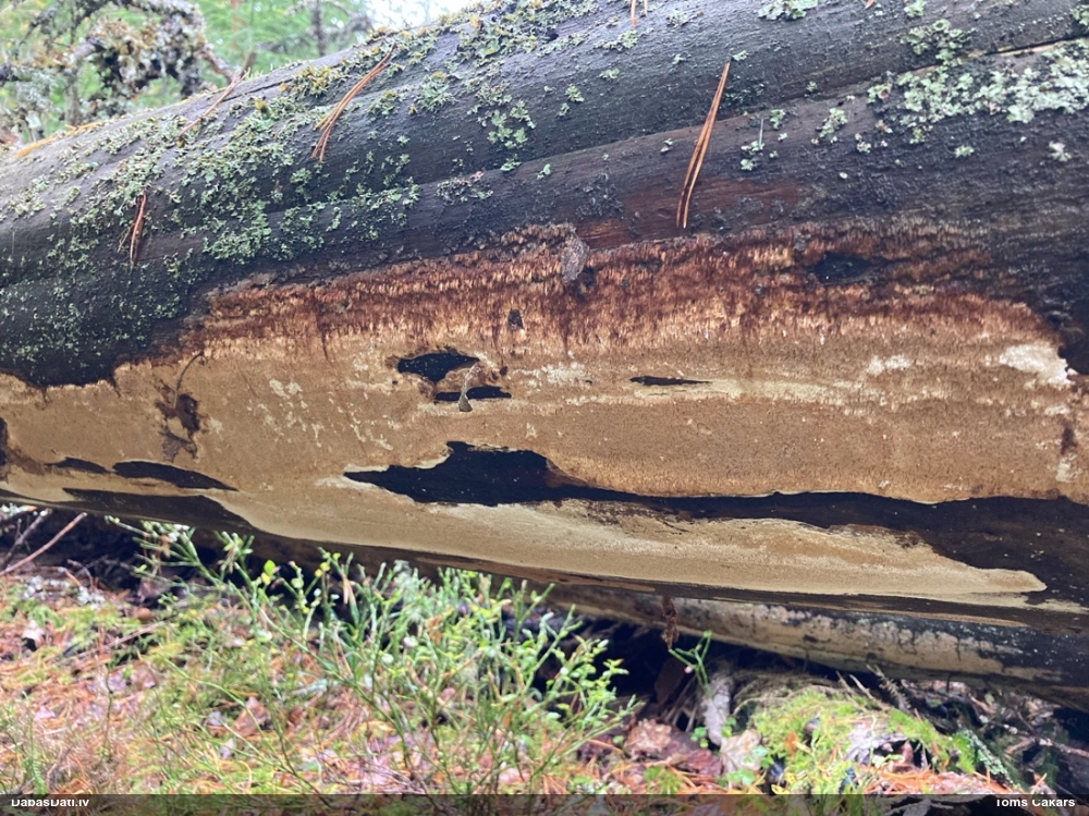 Viļņainā antrodija