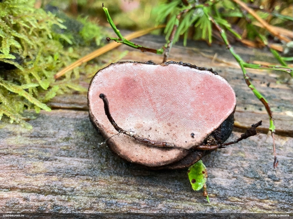 Rožainā apmalpiepe