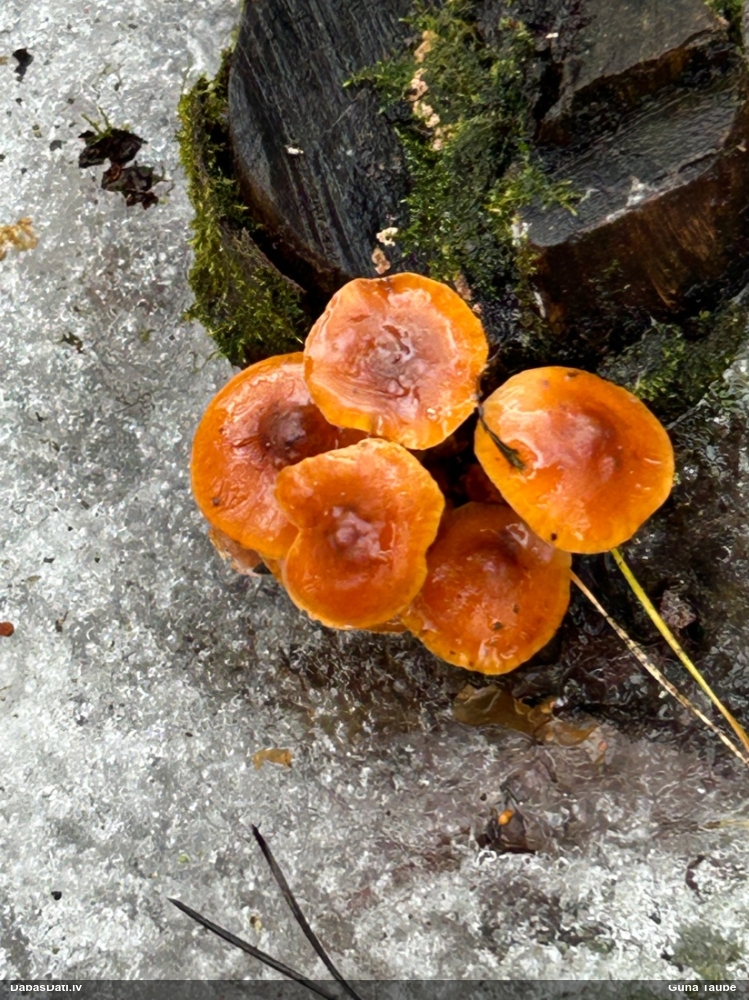 Samtainā ziemene (ziemas celmene)