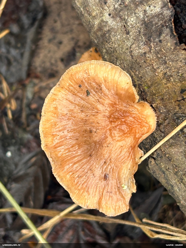 Vēlā pundurkamolene