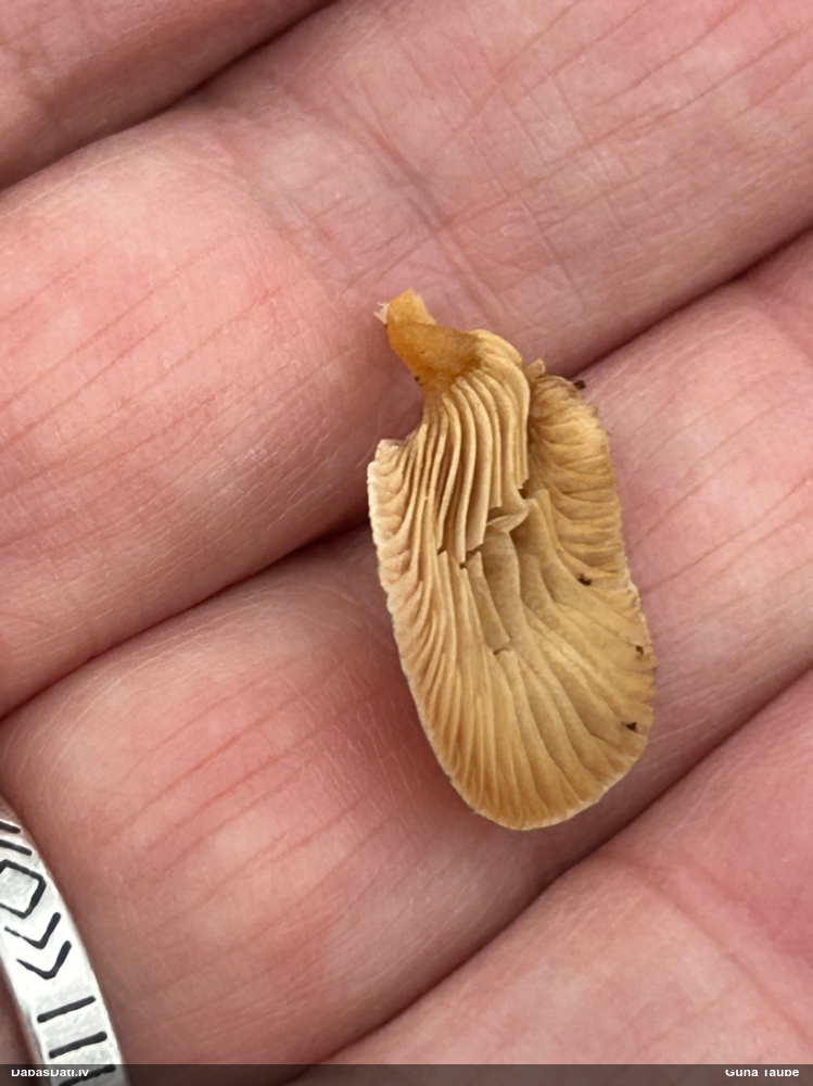 Sūrā pundurkamolene