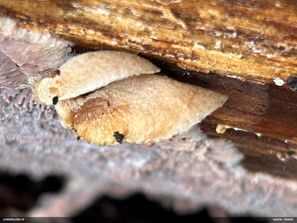 Sūrā pundurkamolene