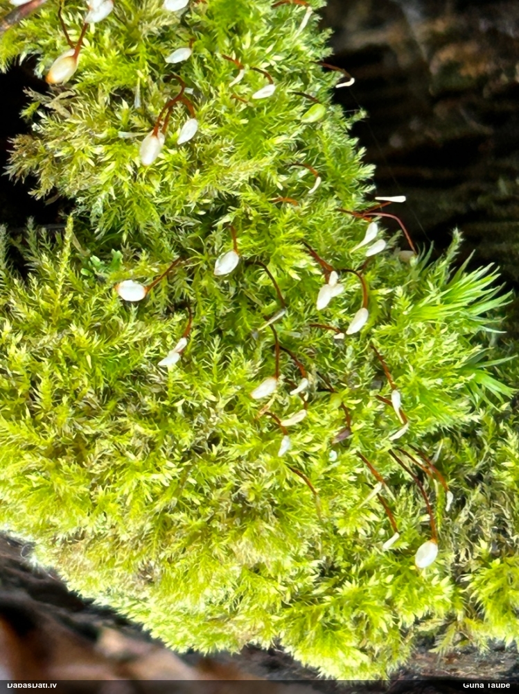 Parastā samtīsvācelīte