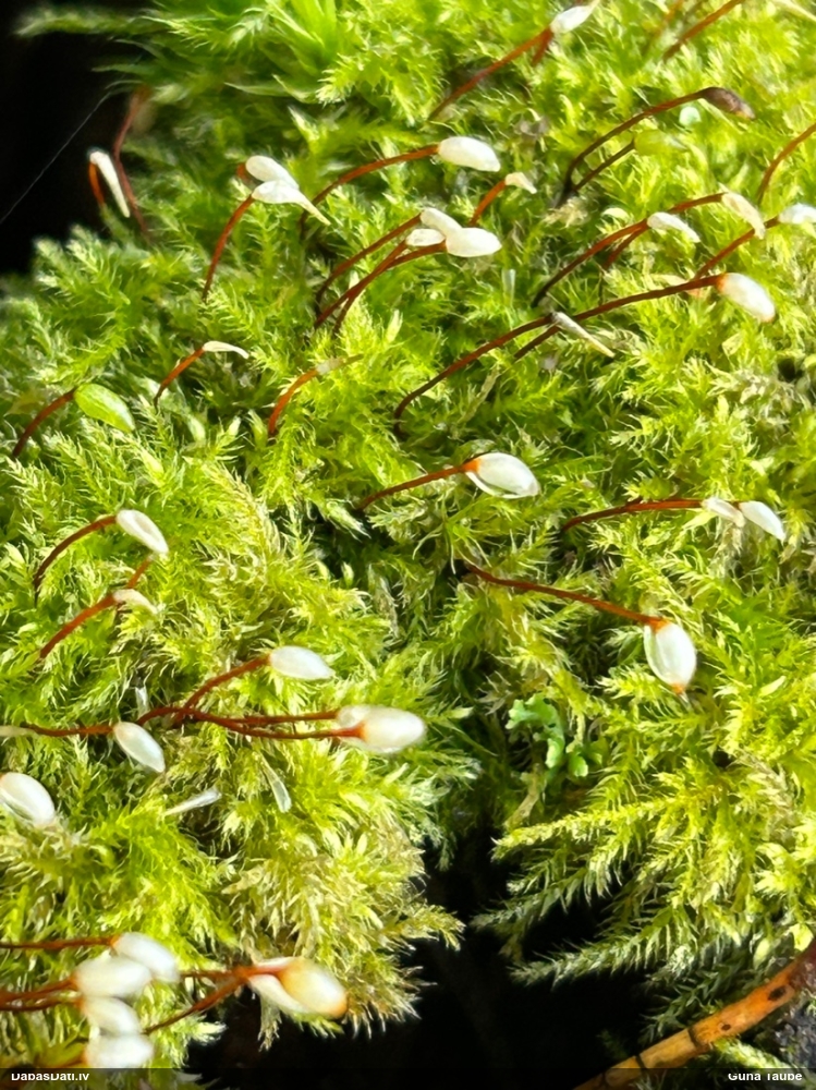 Parastā samtīsvācelīte