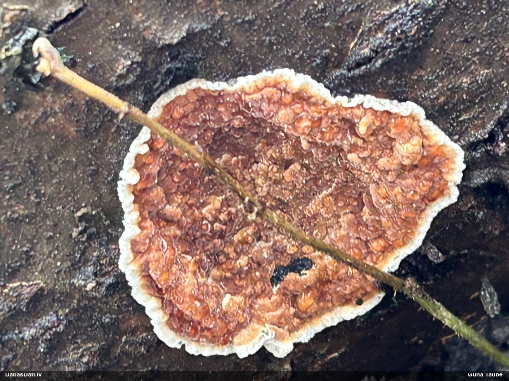 Asinssarkanā sīkpiepe