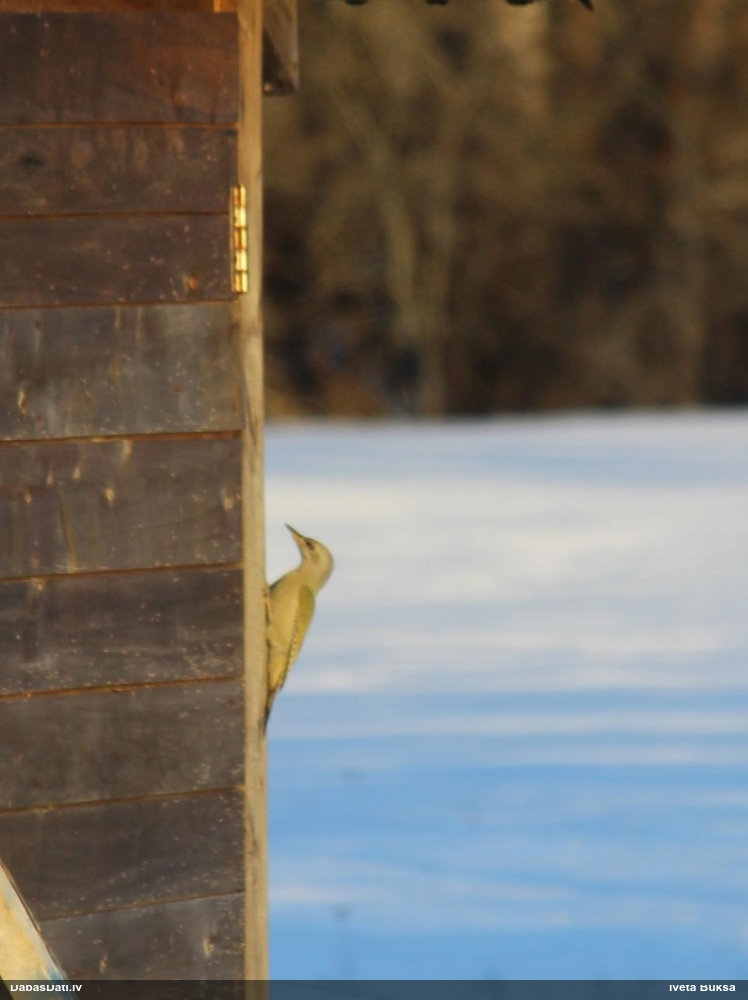 седой дятел