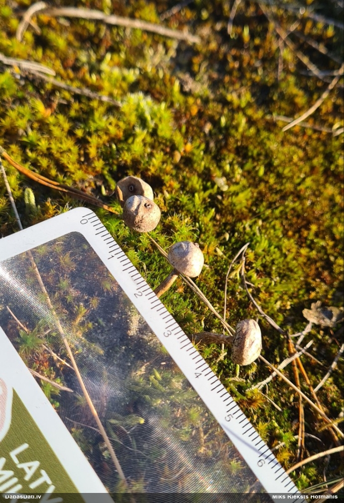 тулостома зимняя