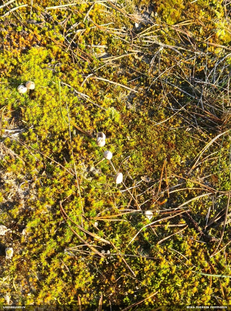 тулостома зимняя