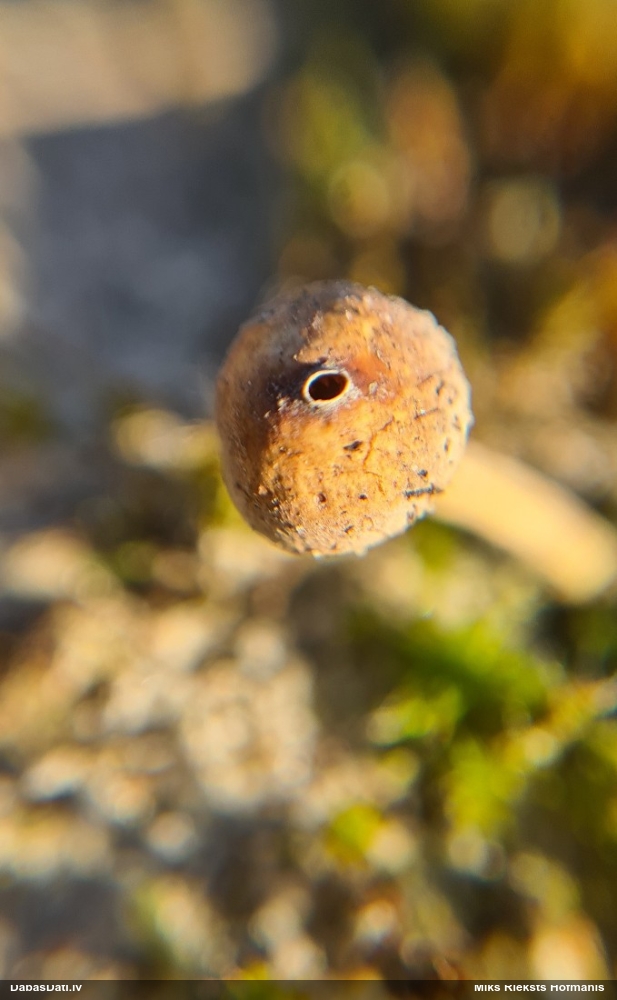 тулостома зимняя