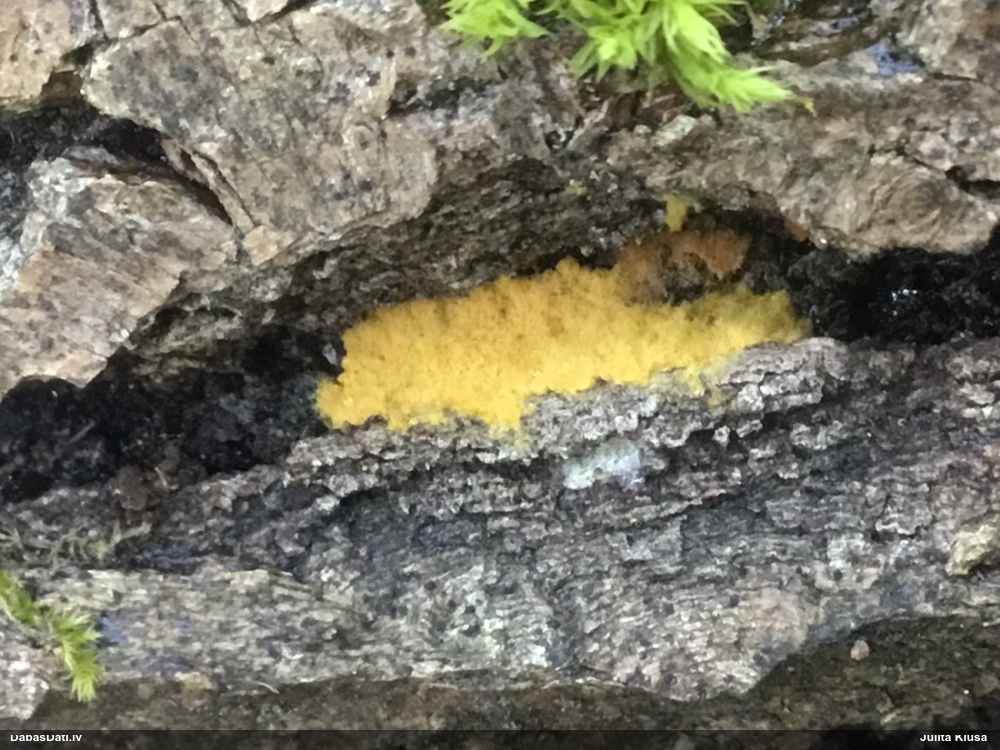 Nolīdzinātā oligonēma