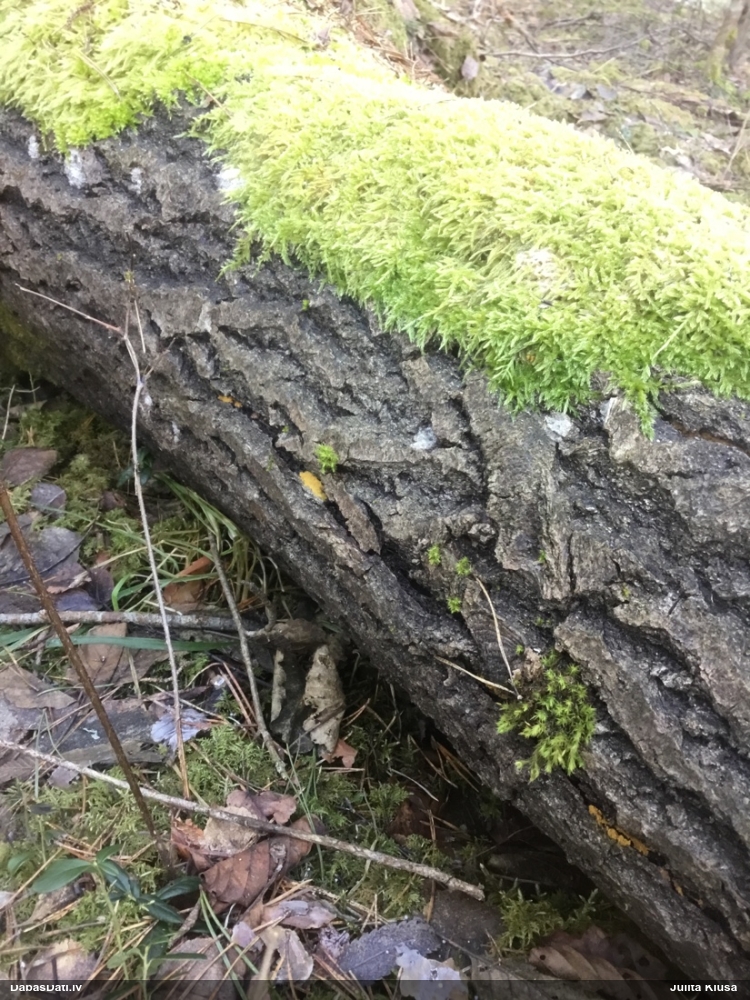 Nolīdzinātā oligonēma