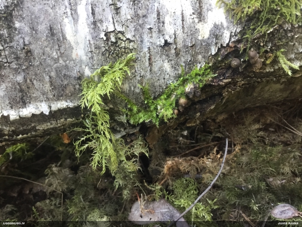 Koksnes vilkpienaine