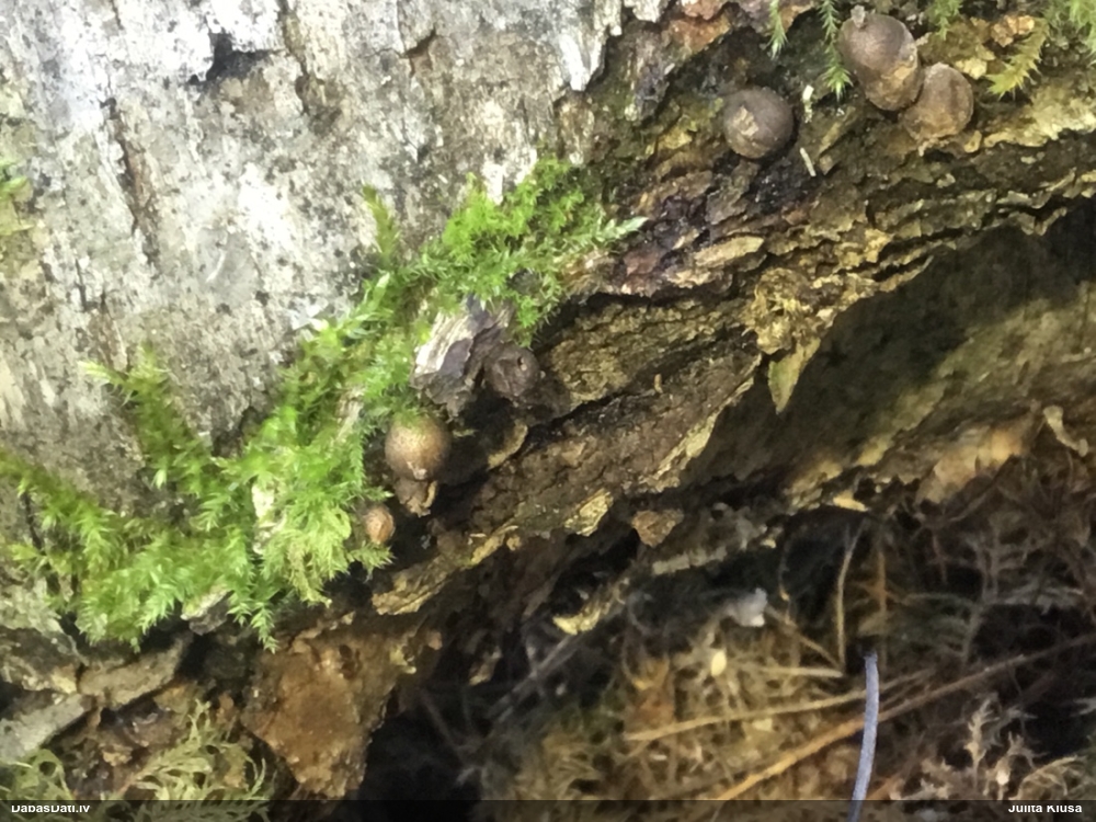 Koksnes vilkpienaine