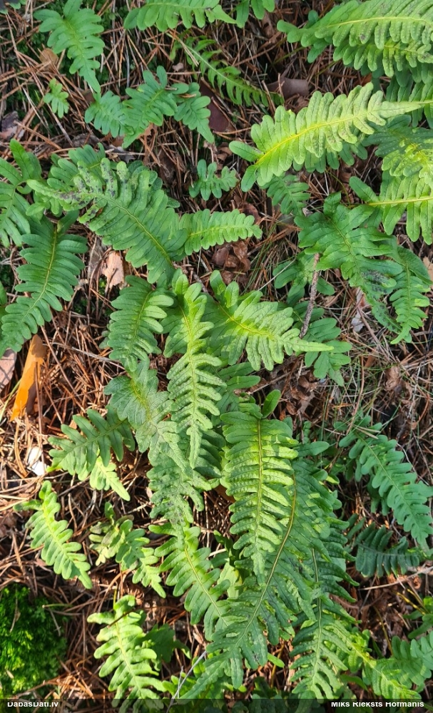 многоножка обыкновенная