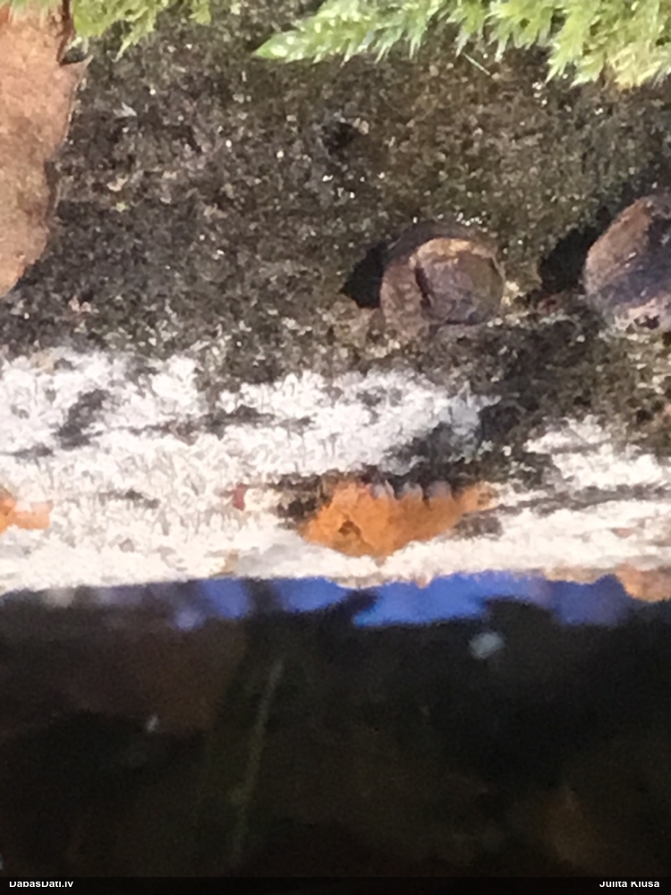 Maldinošā kājpilīte (bij. maldinošā trihija)