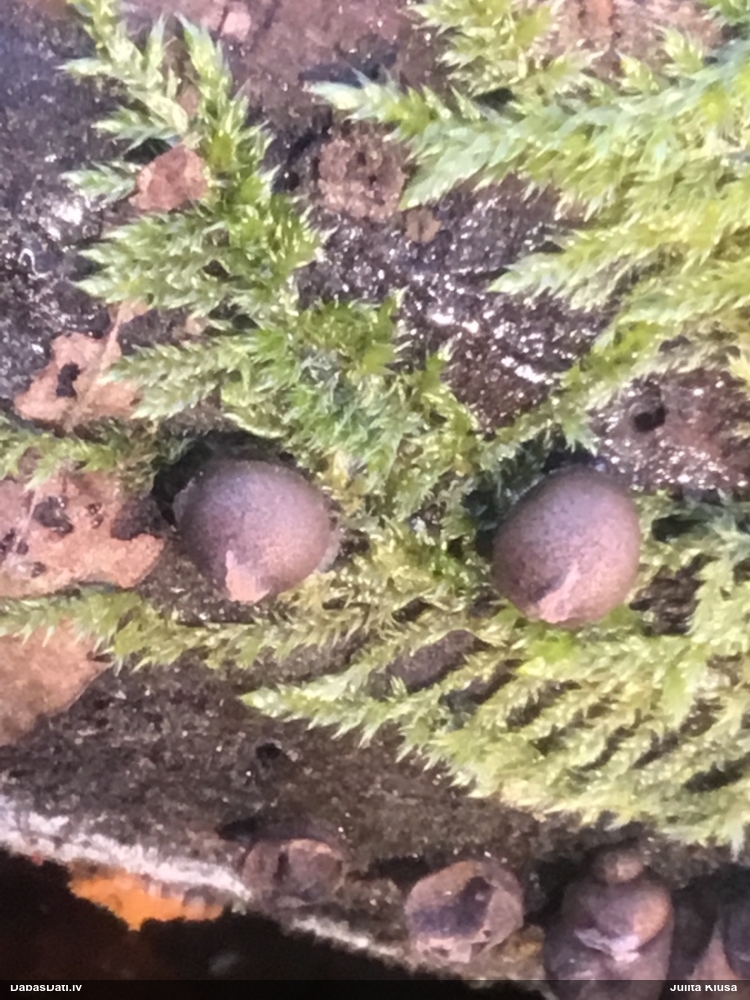 Koksnes vilkpienaine