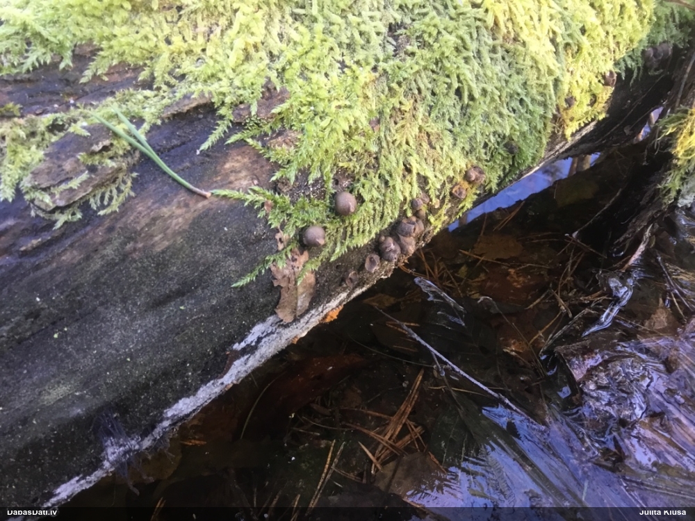 Koksnes vilkpienaine